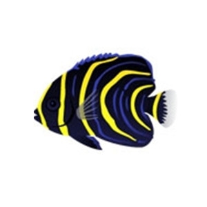 Cortez Angelfish